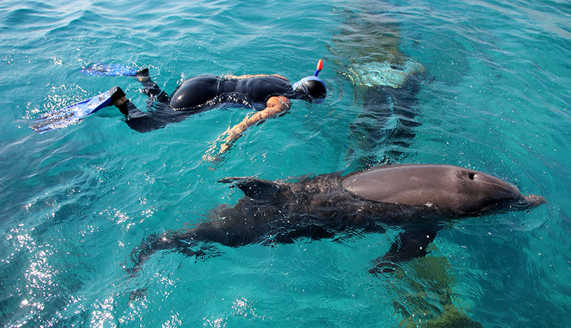 Swimming with dolphins in Eilat
